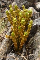 Huperzia australiana. Mature plant growing amongst rocks. Image: L.R. Perrie © Leon Perrie CC BY-NC 4.0